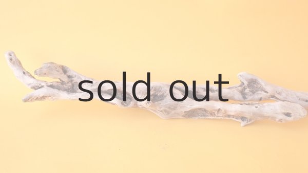 画像4: 流木根 (4)