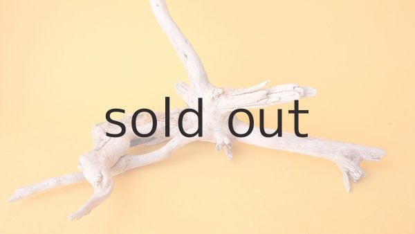 画像5: 流木根 (5)