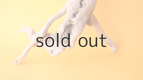 画像2: 流木根 (2)