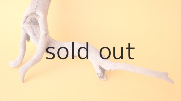 画像2: 流木根 (2)