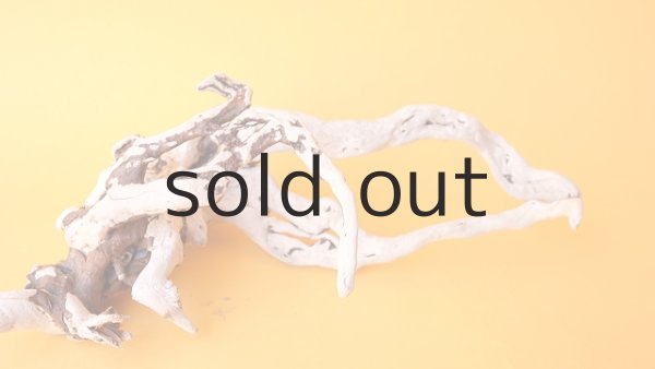 画像2: 流木根 (2)