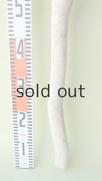 画像5: 枝流木 (5)