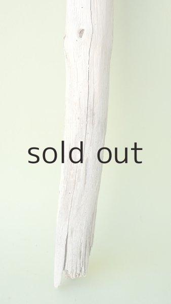 画像2: 枝流木 (2)