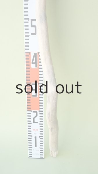 画像5: 枝流木 (5)