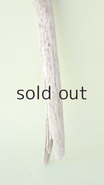 画像2: 枝流木 (2)