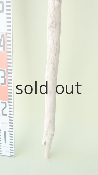 画像5: 枝流木 (5)