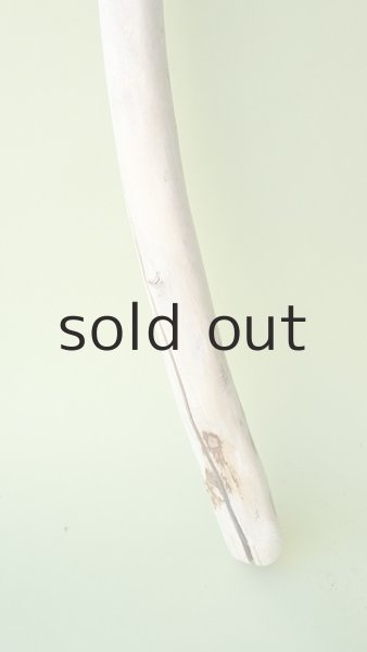 画像2: 枝流木 (2)