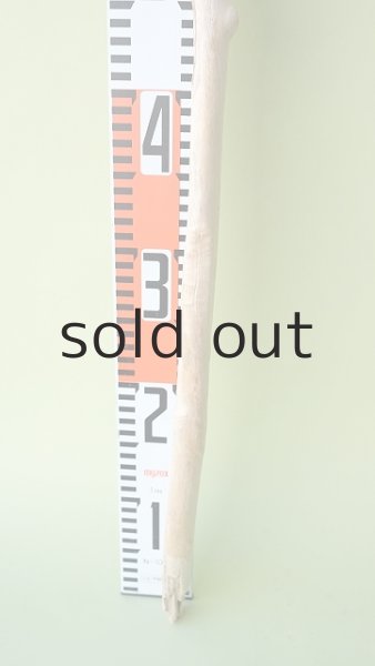 画像5: 枝流木 (5)