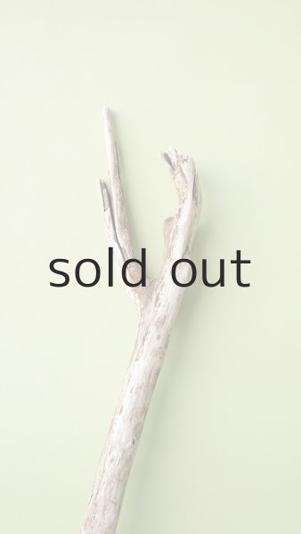 画像4: 枝流木 (4)