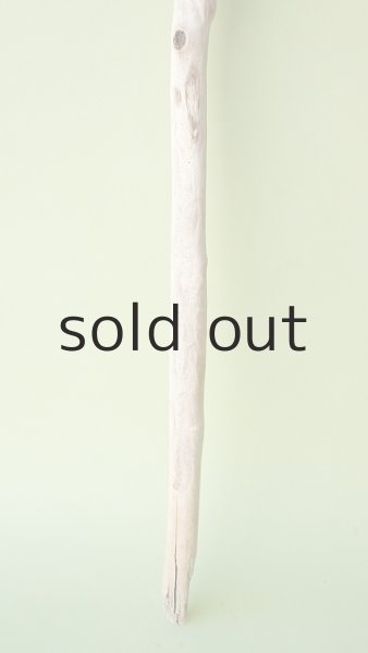 画像2: 枝流木 (2)