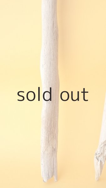 画像5: 小枝流木セット (5)