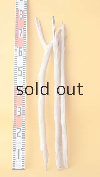 画像7: 小枝流木セット (7)