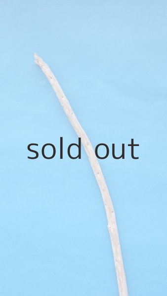 画像4: 棒流木・長尺 (4)