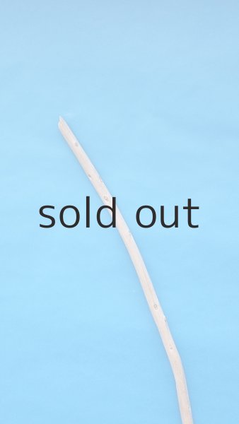 画像4: 棒流木 (4)