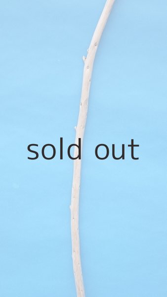 画像3: 棒流木・長尺 (3)