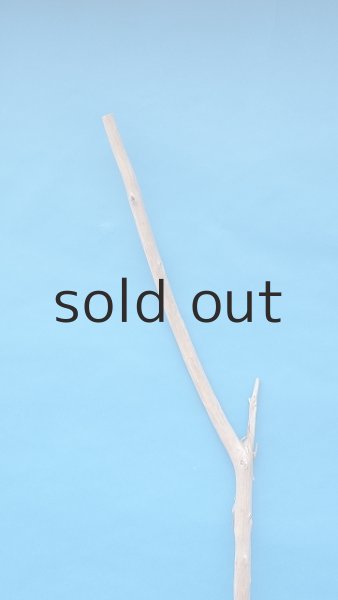 画像4: 棒流木・長尺 (4)