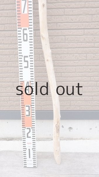 画像5: 棒流木・長尺 (5)