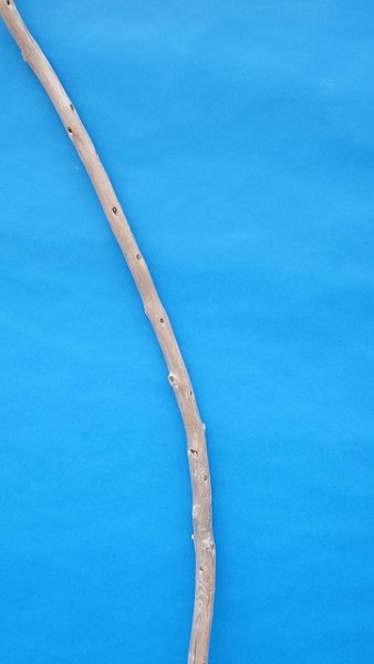 画像3: 棒流木・長尺 (3)