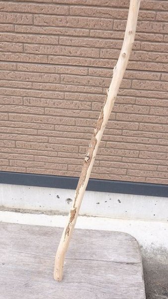 画像2: 棒流木・長尺 (2)