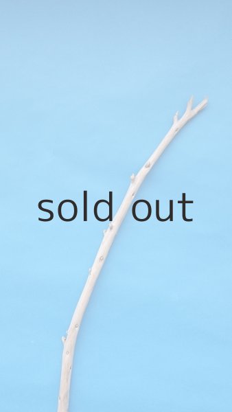 画像4: 棒流木・長尺 (4)