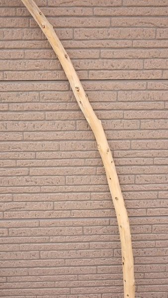 画像6: 棒流木・長尺 (6)