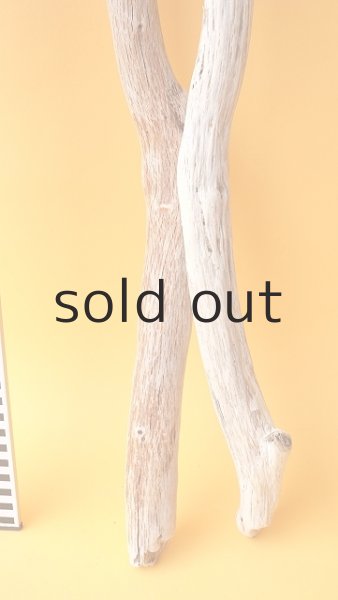 画像5: 小枝流木セット (5)