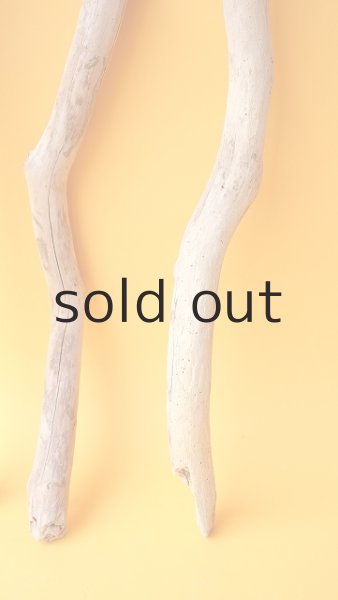 画像3: 小枝流木セット (3)