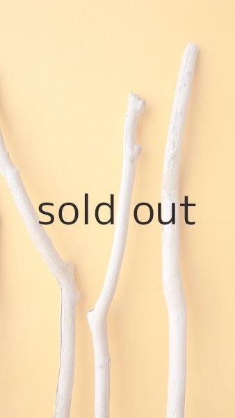 画像5: 小枝流木セット (5)