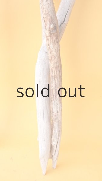 画像5: 小枝流木セット (5)