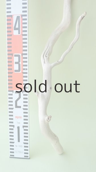 画像5: 枝流木 (5)