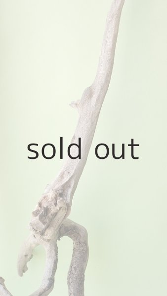 画像6: 流木根（中型） (6)