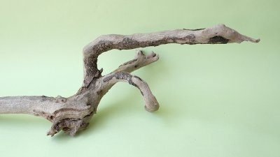 画像1: 流木根（中型）