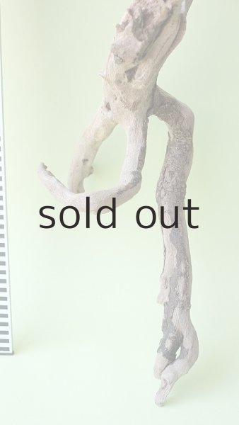 画像5: 流木根（中型） (5)