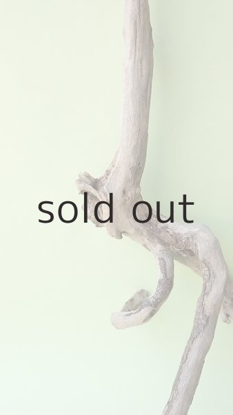 画像3: 流木根（中型） (3)