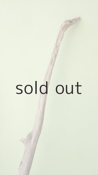 画像7: 流木根（中型） (7)