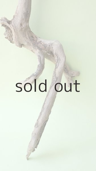 画像2: 流木根（中型） (2)