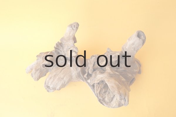 画像2: 変形流木 (2)