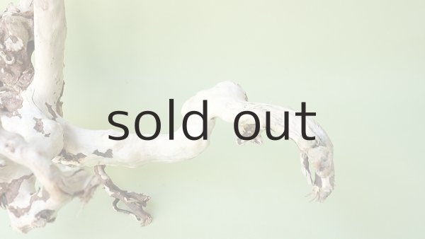 画像4: 流木根（中型） (4)