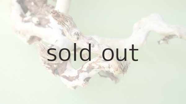 画像3: 流木根（中型） (3)