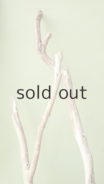 画像8: 流木根（中型） (8)