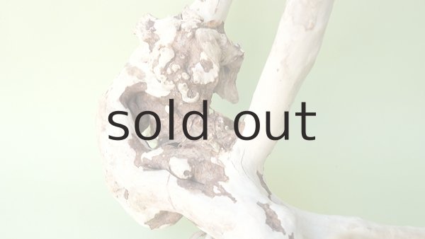 画像2: 流木根（中型） (2)