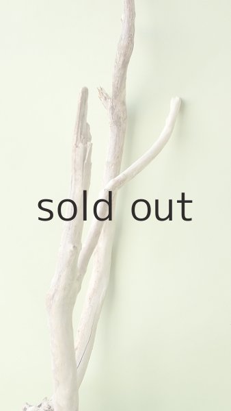 画像5: 流木根（中型） (5)