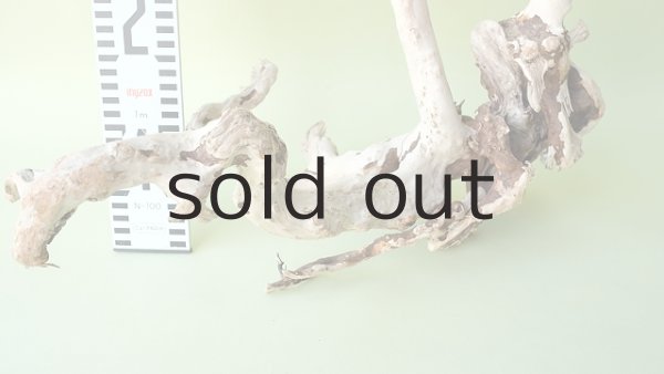 画像6: 流木根（中型） (6)