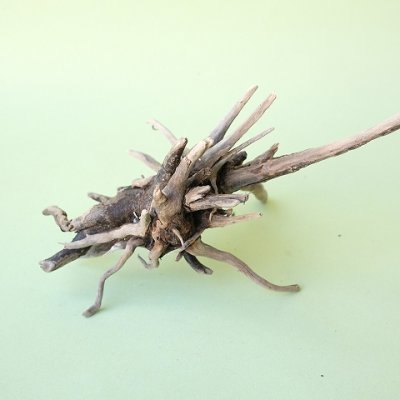画像2: ミニ流木根