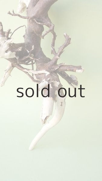 画像2: 流木根 (2)