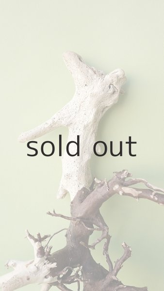 画像4: 流木根 (4)