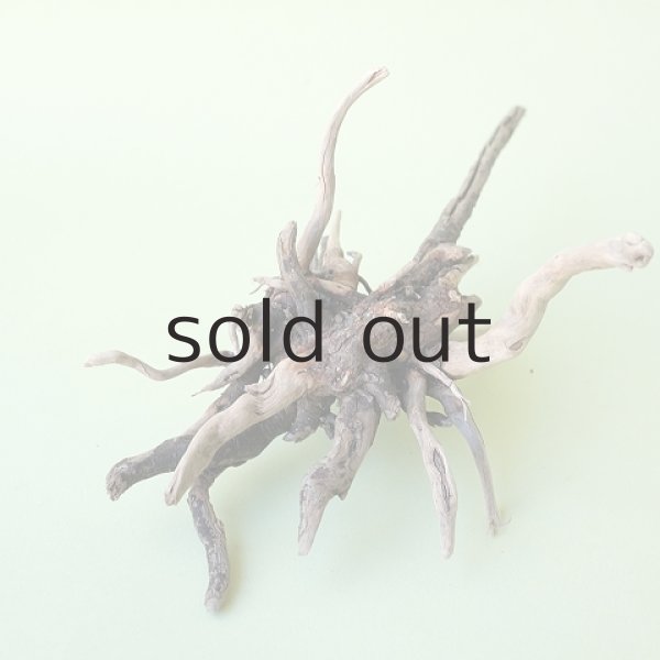 画像2: ミニ流木根 (2)