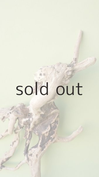 画像3: 流木根 (3)