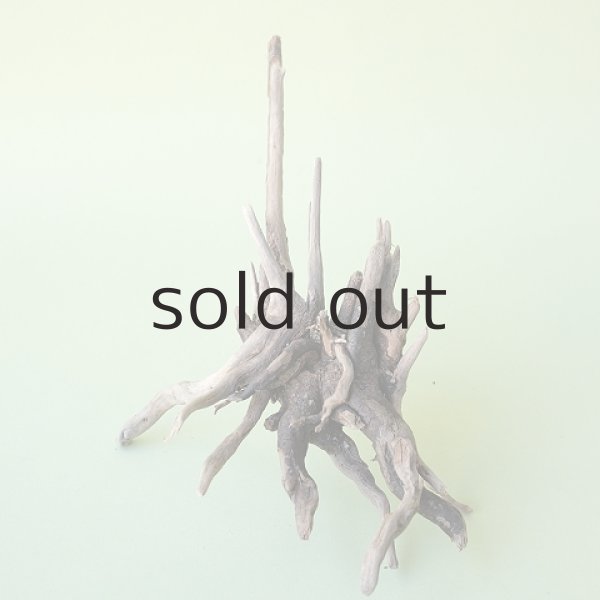 画像3: ミニ流木根 (3)