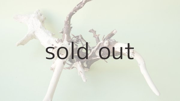 画像8: 流木根 (8)